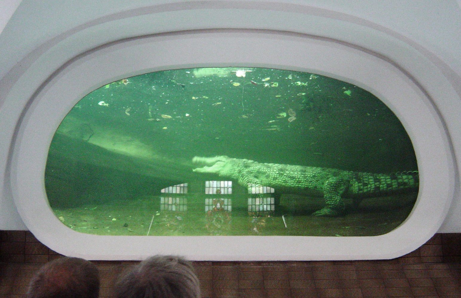 En stor krokodille bak det buede undervannsvinduet i krokodillehallen på Zoo-Aquarium