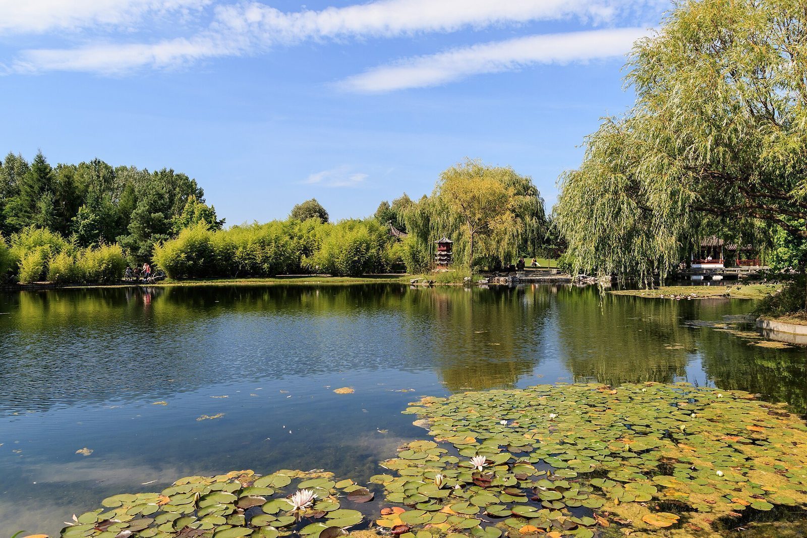 Den kinesiske hagen i Gärten der Welt med dam, hengepil og paviljong i sommersol