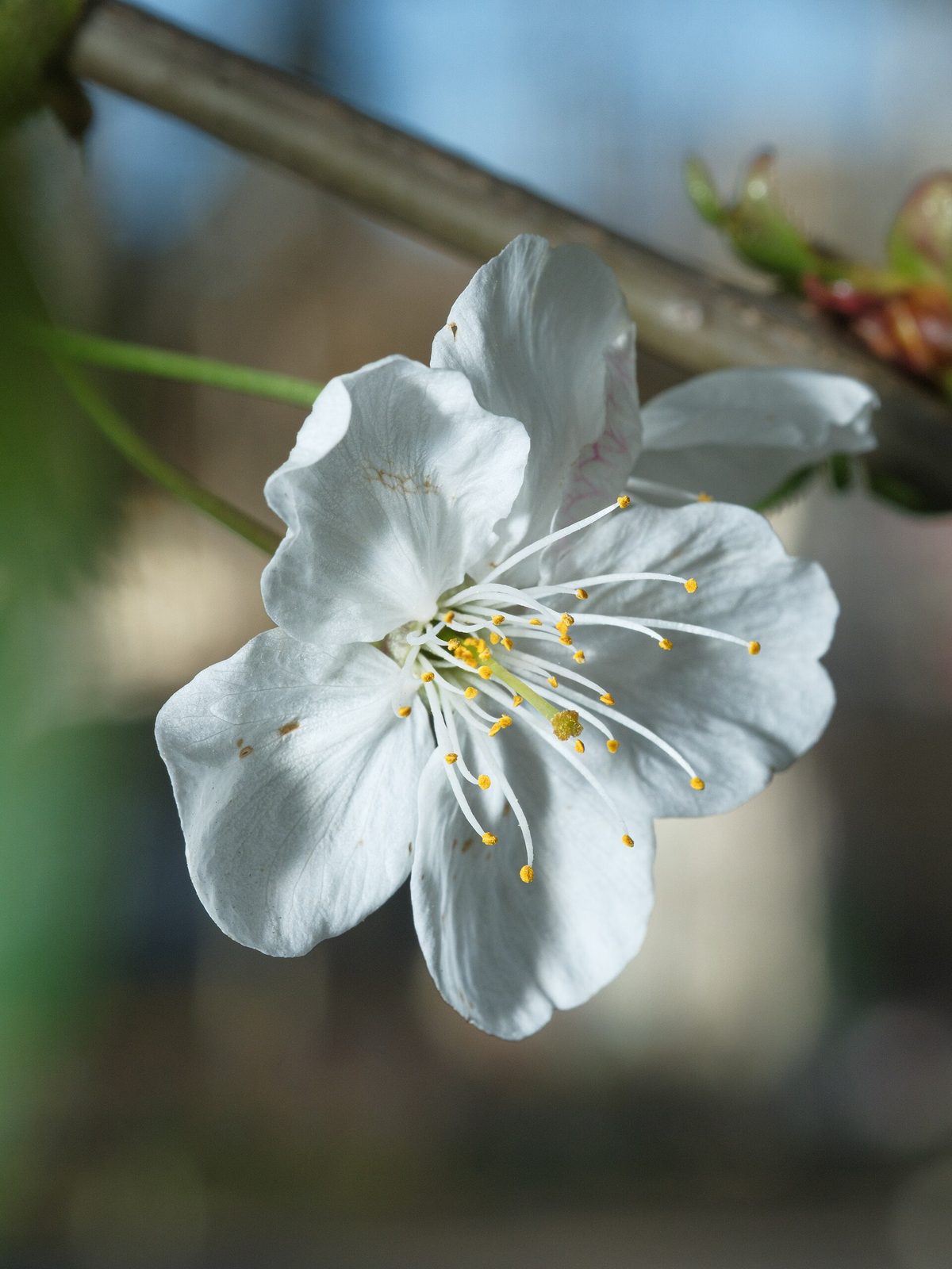 Nyutsprungne kirsebærblomster på en gren mot lys bakgrunn