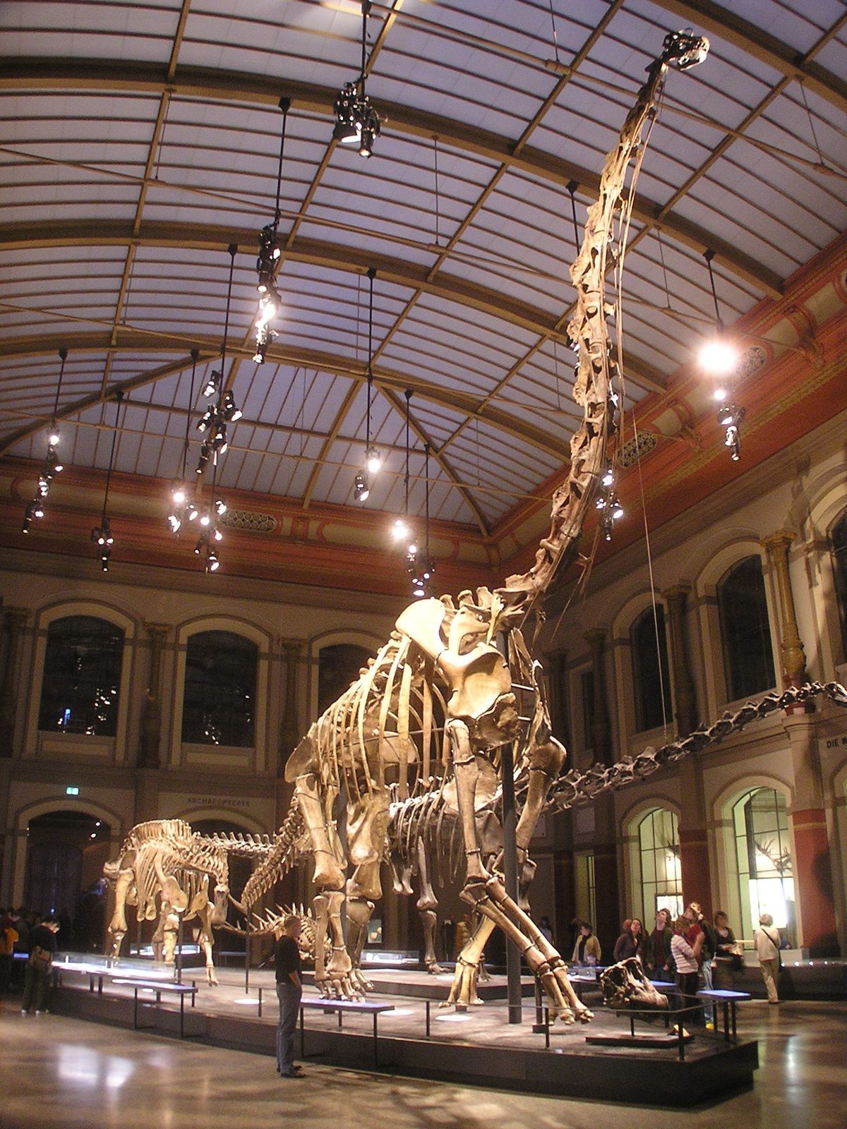 Giraffatitan-skjelettet som strekker halsen mot glasstaket i dinosaursalen