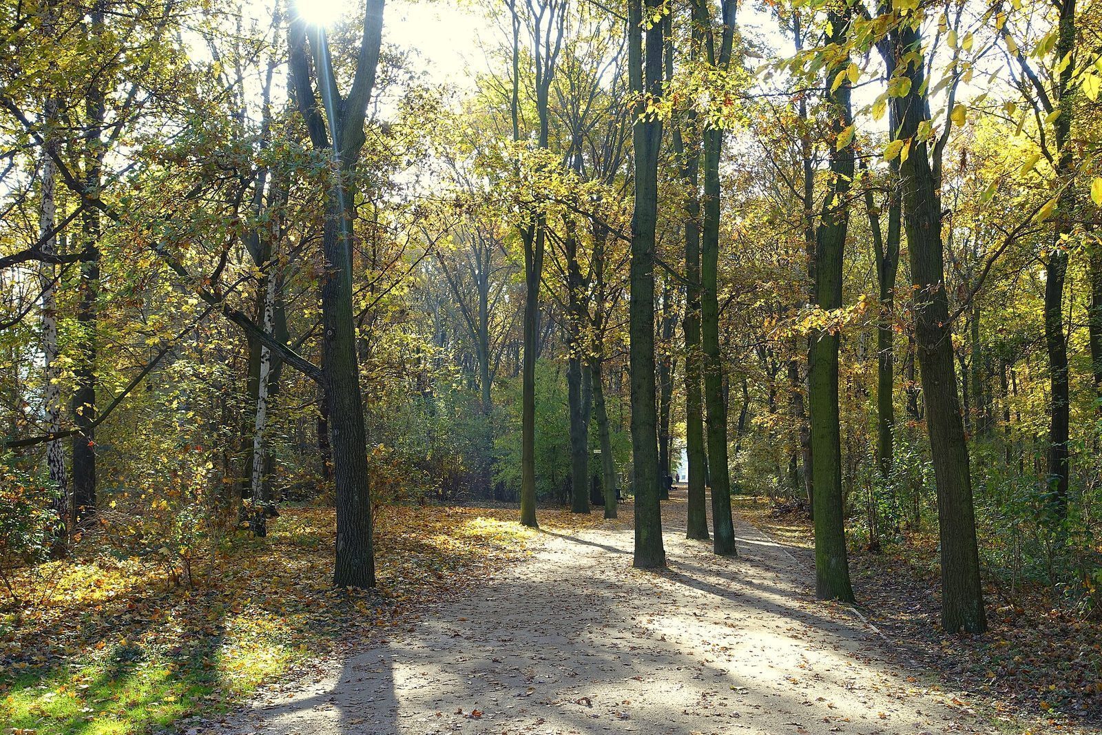 Gangsti gjennom Tiergarten om høsten med gule løvtrær på begge sider