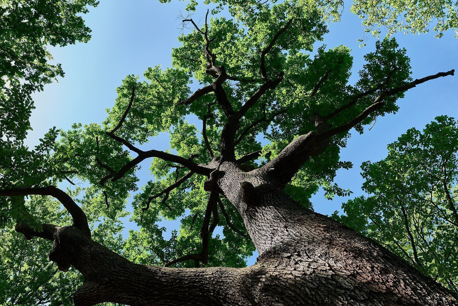 Kronen på en gammel eik i Tiergarten sett rett opp mot blå sommerhimmel